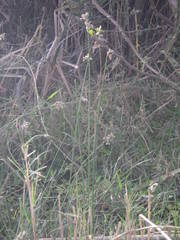 Schoenoplectus litoralis