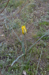Tulipa kolpakowskiana
