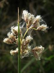 Schoenoplectus litoralis