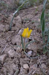 Tulipa kolpakowskiana