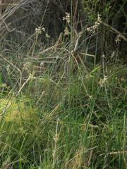 Schoenoplectus litoralis