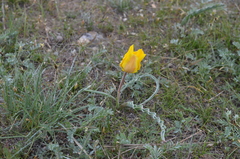 Tulipa kolpakowskiana