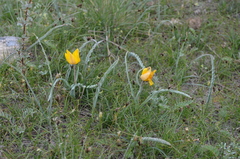 Tulipa kolpakowskiana