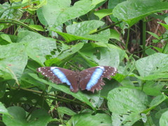 Morpho achilles