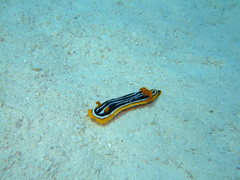 Chromodoris africana