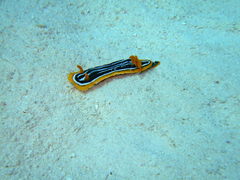 Chromodoris africana