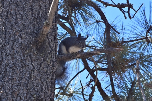 Abert's Squirrel observed by tomkennedy