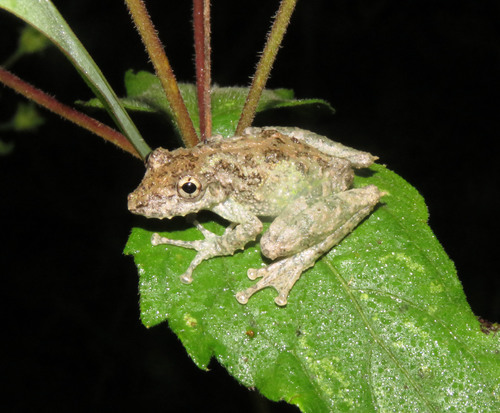 Eirunepe Snouted Treefrog