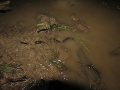 Helicops leopardinus