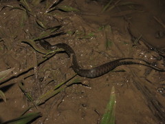 Helicops leopardinus