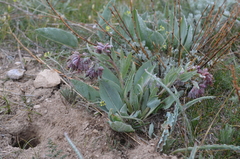 Rindera tetraspis