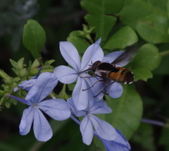 Philoliche aethiopica