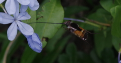 Philoliche aethiopica