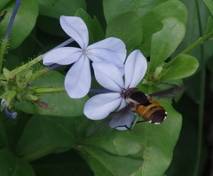 Philoliche aethiopica