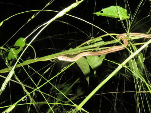 Photo of a Amazon Coastal House Snake (Thamnodynastes pallidus)