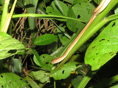 Thamnodynastes pallidus