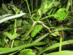 Thamnodynastes pallidus