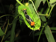 Sundarus