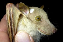 Epomophorus crypturus