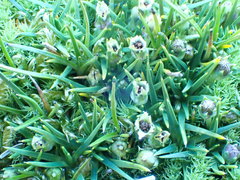 Colobanthus strictus