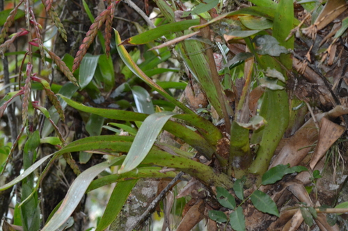 Tillandsia clavigera, photograph 2
