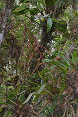 Tillandsia clavigera