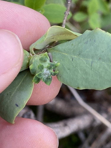 Unknown species found near Bidwell Park, Chico, CA, US
