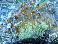 Conostomum pentastichum