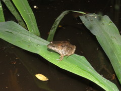 Leptodactylus griseigularis