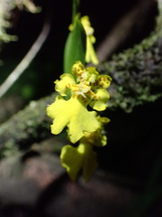 Erycina pusilla, photograph (c) Josh Noseworthy, some rights reserved (CC BY)