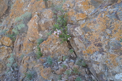 Prunus prostrata concolor
