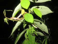 Thamnodynastes pallidus