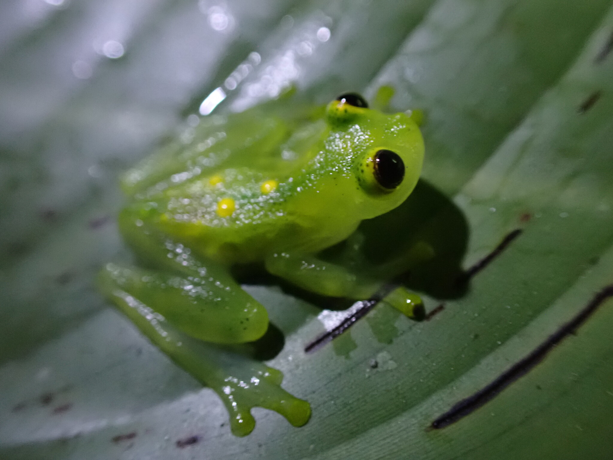 Hyalinobatrachium adespinosai