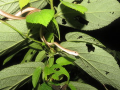 Thamnodynastes pallidus