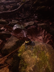 Phyllobates aurotaenia