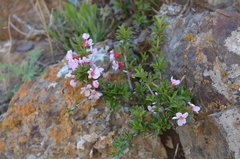 Prunus prostrata concolor