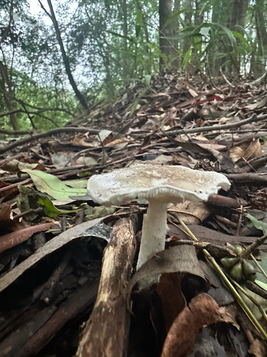 Amanita marmorata, 2026-02-22