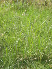 Fimbristylis dichotoma