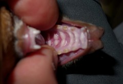 Epomophorus crypturus