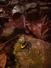 Phyllobates aurotaenia