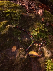 Micrurus ancoralis jani