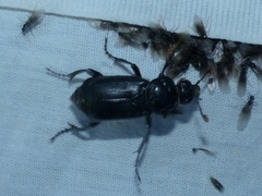 Nicrophorus humator