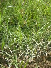 Fimbristylis dichotoma