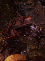 Micrurus ancoralis jani