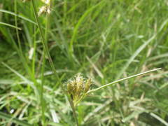 Fimbristylis dichotoma