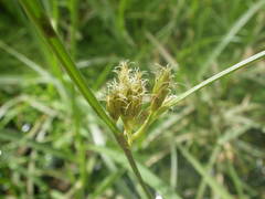 Fimbristylis dichotoma