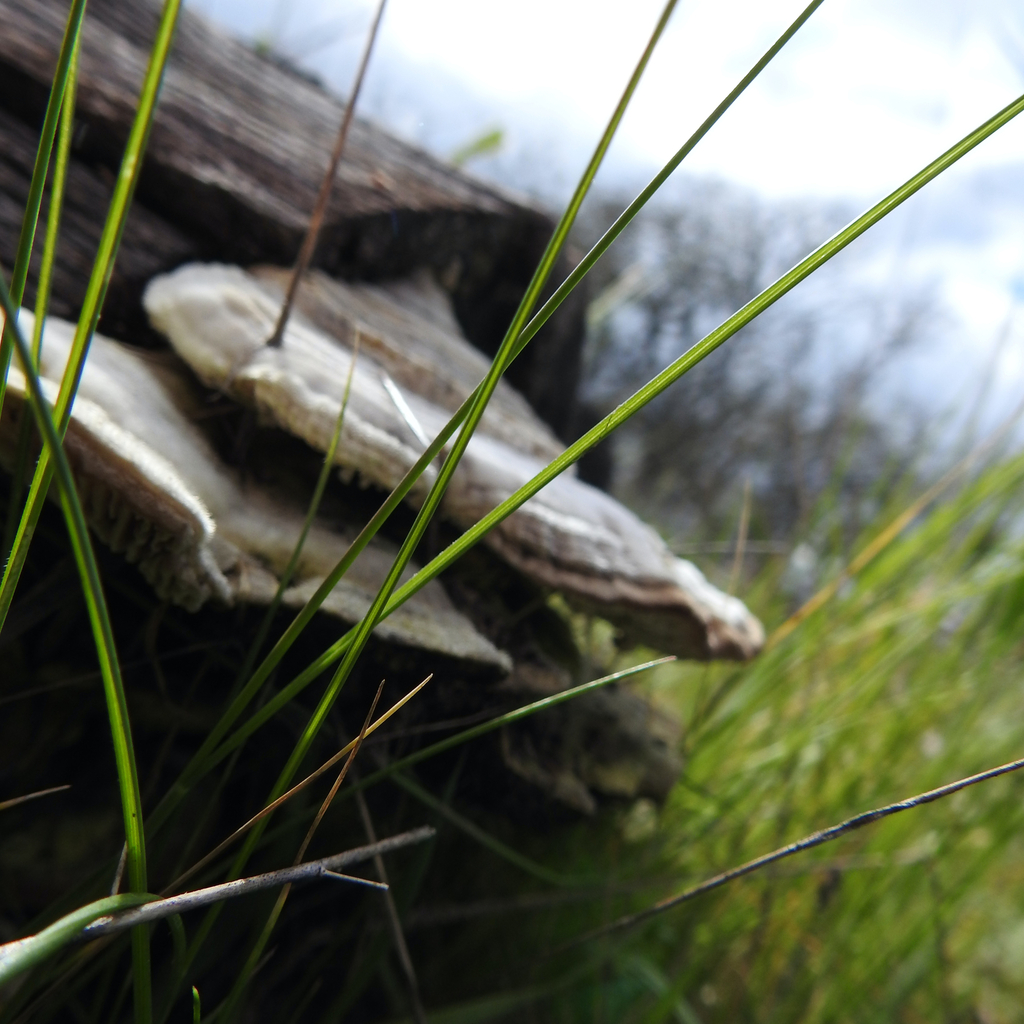 Trametes betulina · February 2026 · photo: © dlevitis (iNaturalist, cc-by)