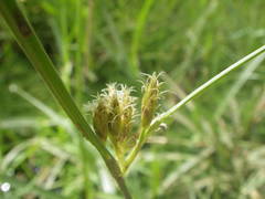 Fimbristylis dichotoma