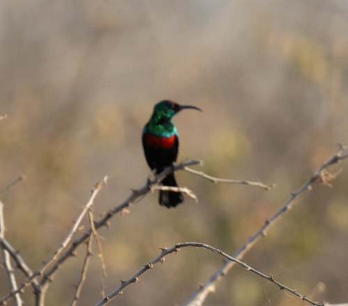 Abyssinian Sunbird (Cinnyris habessinicus), photo 8