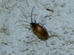 Pseudocistela ceramboides